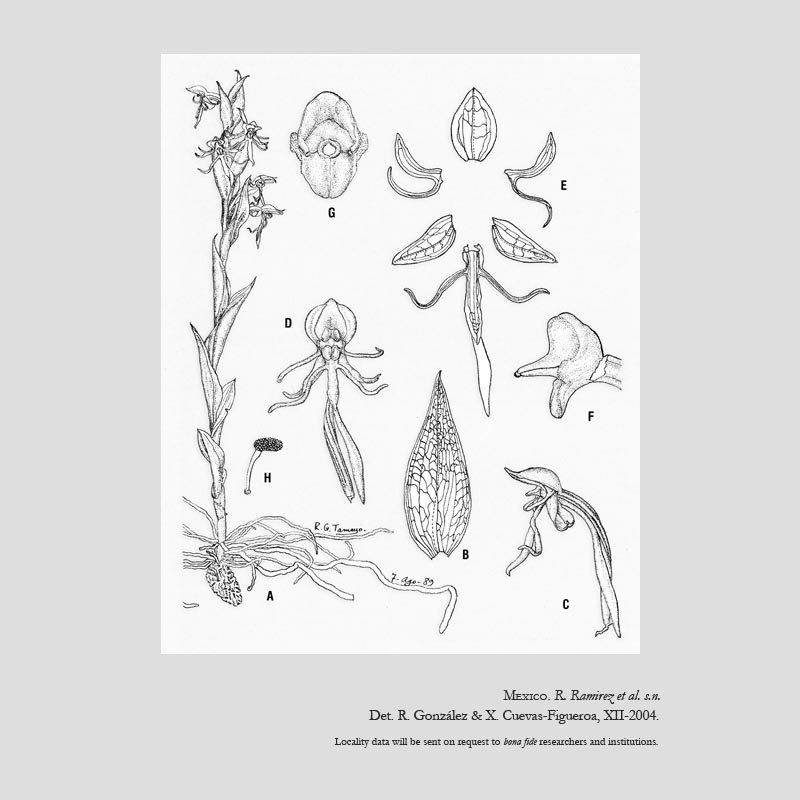 Habenaria carvajaliana